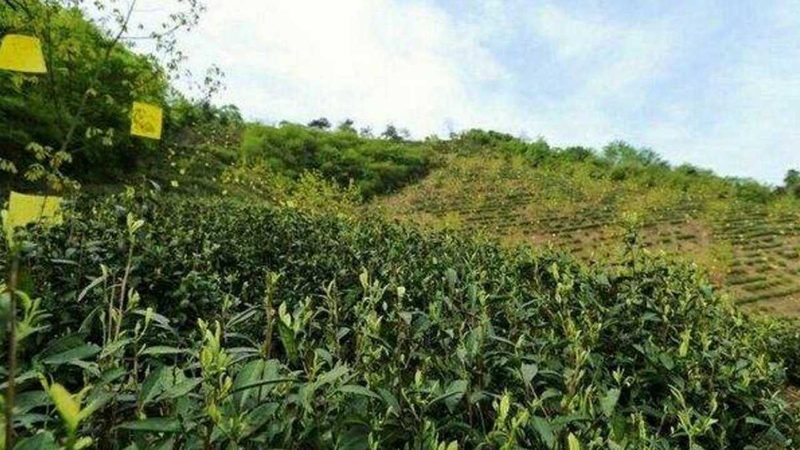 山东农民专业合作社补贴标准解析
