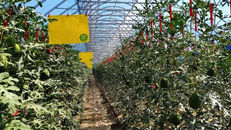 种植业保险如何投保？一亩保险费用解析**