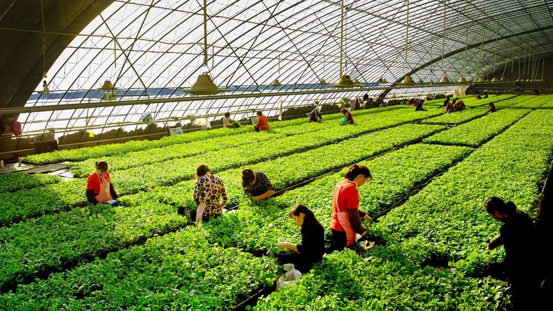 大棚农业种植技术哪家好