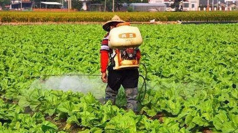 盆栽水果，如何在阳台绽放丰收之果？**
