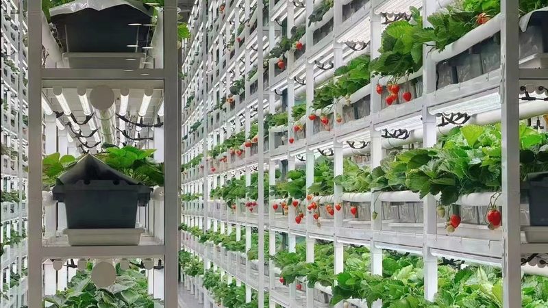 生态循环农业：揭秘公司排名背后的考量因素
